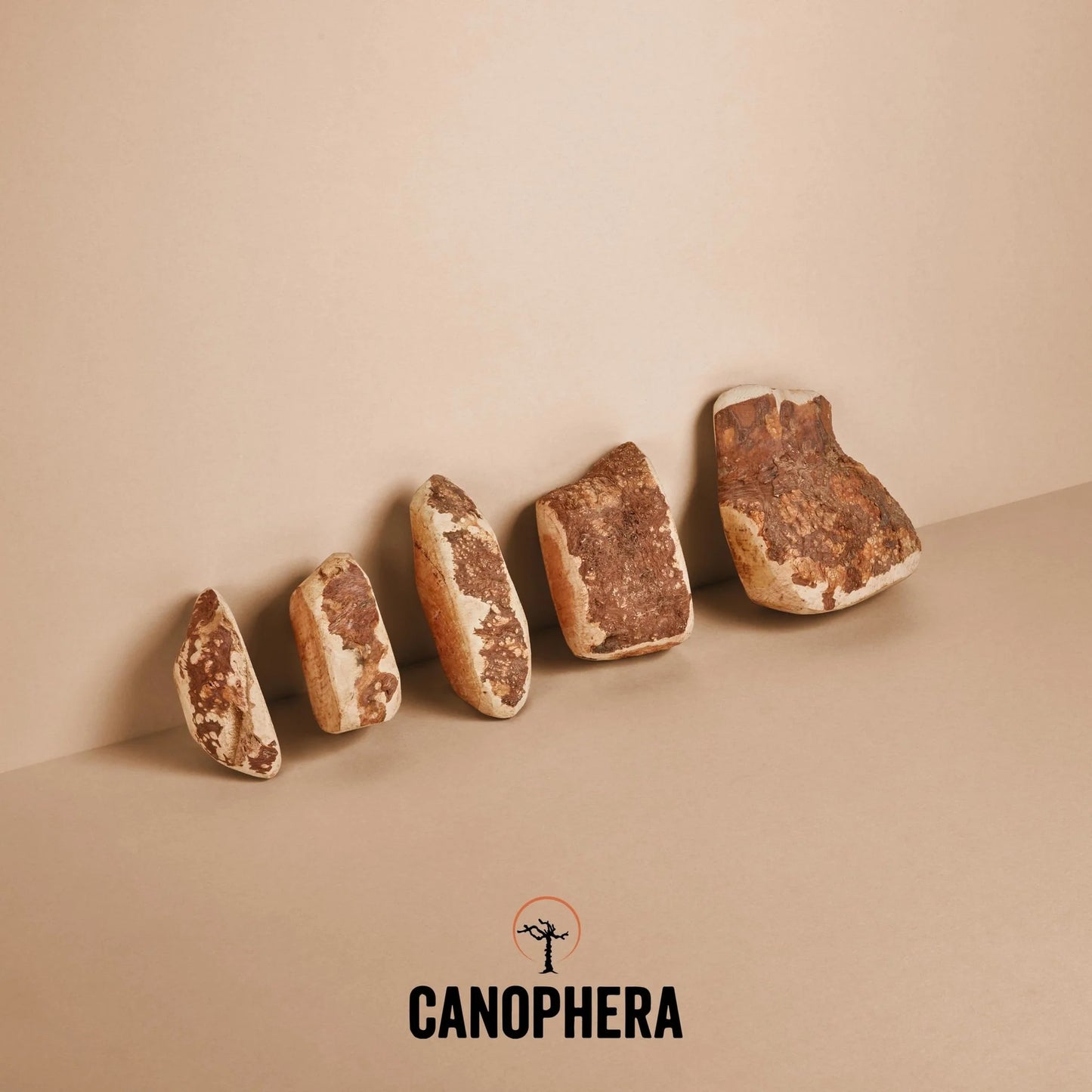 Canophera- Briar Roots