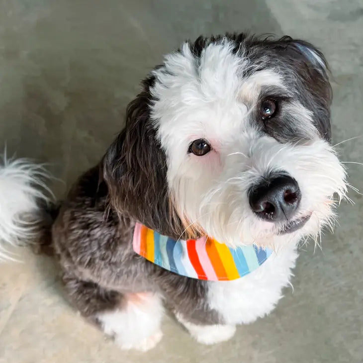 BibbyBubby- Rainbow Strip Bandana