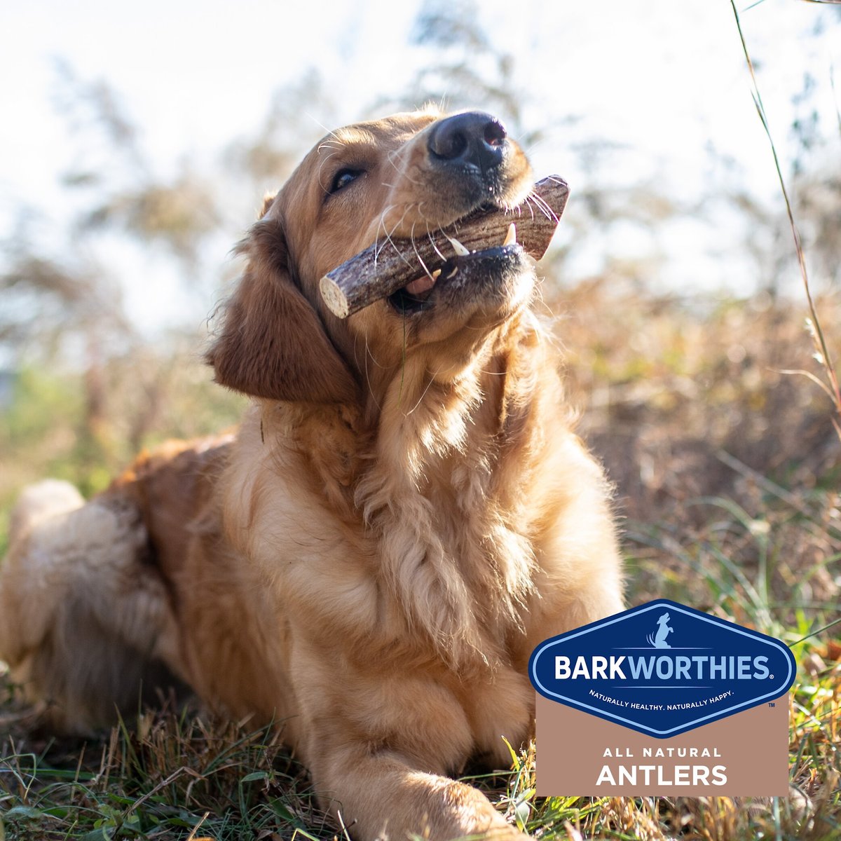 Barkworthies-  Elk Antler Whole