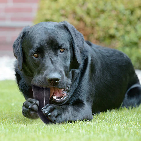 Peaks N Paws-  Buffalo Horn Dog Chews