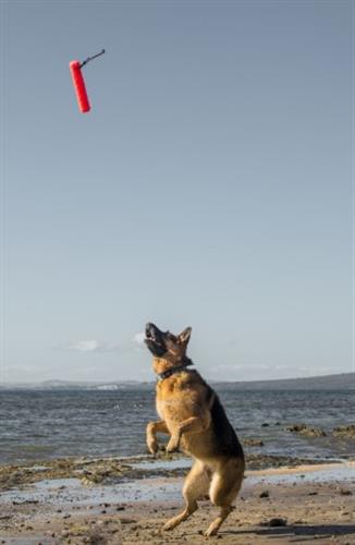 Katie's Bumper- Original Bumper Fetch Toy