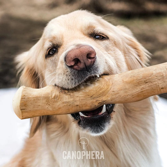 Canophera- Coffee Tree Wood Dog Chew Stick