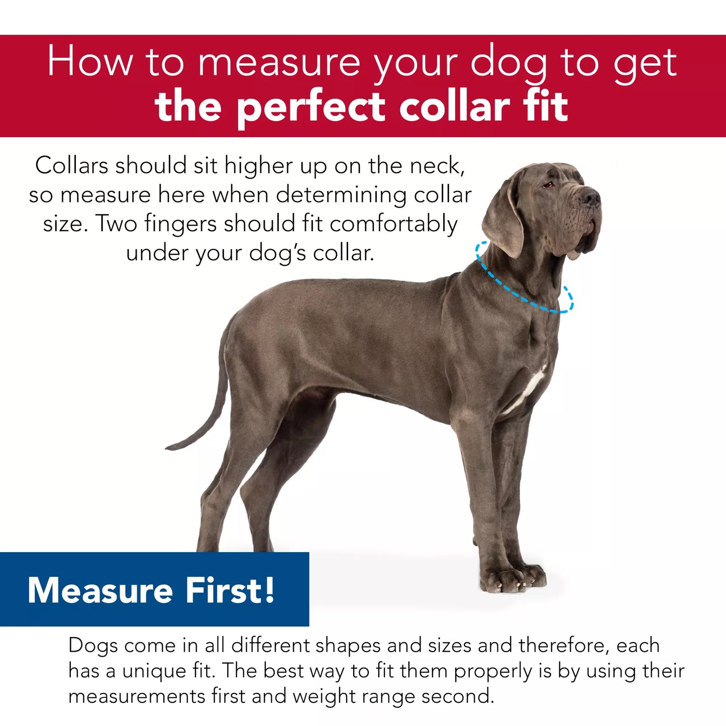 Wolfgang Adjustable Dog Collar